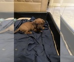 Small #1 Dachshund
