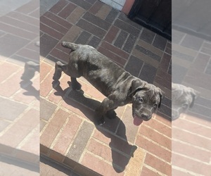 Cane Corso Puppy for sale in SAN DIEGO, CA, USA