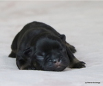 Small Photo #26 French Bulldog Puppy For Sale in WINNSBORO, TX, USA