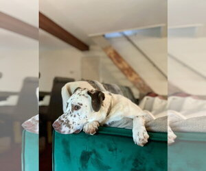Freckles - Male Catahoula Leopard Dog-Unknown Mix Dog for Adoption - Photo #8