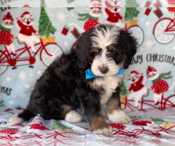 Full screen Photo #1 Bernedoodle (Miniature) Puppy For Sale in LANCASTER, PA, USA
