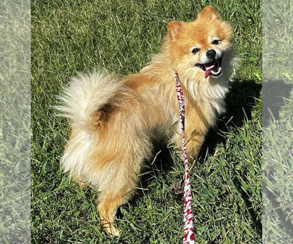 Medium Photo #5 Pomeranian Puppy For Sale in Cookeville, TN, USA