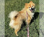 Small #4 Pomeranian