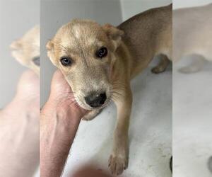German Shepherd Dog-Unknown Mix Dogs for adoption in Houston, TX, USA