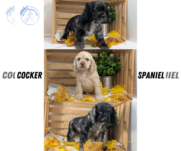 Medium Photo #9 Cocker Spaniel Puppy For Sale in GOSHEN, IN, USA