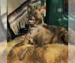 Small #2 Dutch Shepherd  Mix
