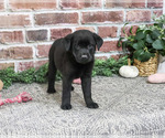 Sapphire - Female Labrador Retriever Puppy for Sale - Photo #5