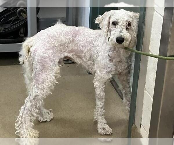 Medium Photo #1 Poodle (Standard) Puppy For Sale in Santa Maria, CA, USA