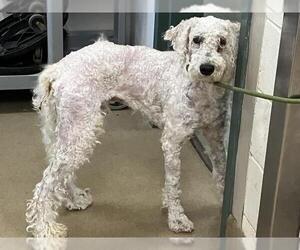 Poodle (Standard) Dogs for adoption in Santa Maria, CA, USA
