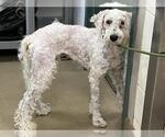 Small Poodle (Standard)