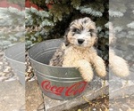 Small #1 Cockapoo