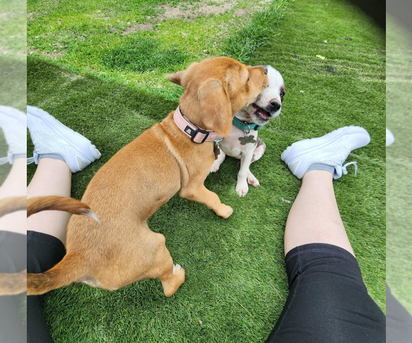 Medium Photo #8 Mutt Puppy For Sale in Holly Springs, NC, USA