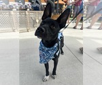 Small #4 American Pit Bull Terrier-German Shepherd Dog Mix