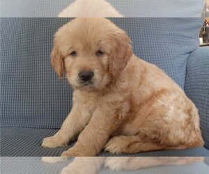 Golden Retriever Dogs for adoption in SEATTLE, WA, USA