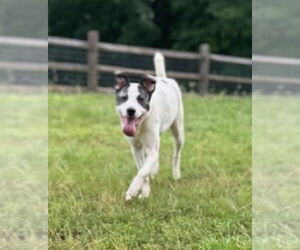 American Staffordshire Terrier-Great Pyrenees Mix Dogs for adoption in Winston Salem, NC, USA