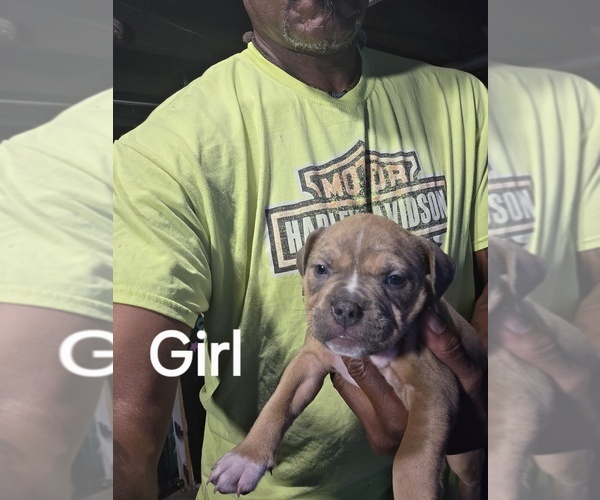Medium Photo #4 American Bully Puppy For Sale in TRENTON, NJ, USA