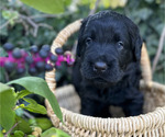 Small #6 Black Russian Terrier