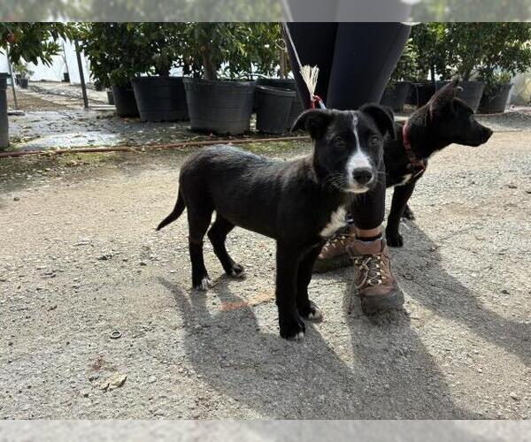 Medium Photo #1 Border Collie-Unknown Mix Puppy For Sale in San Martin, CA, USA