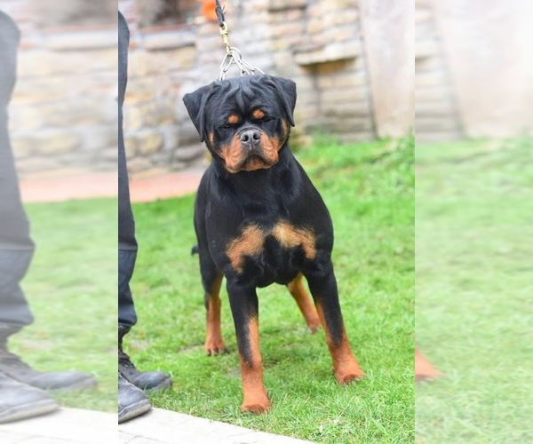Medium Photo #16 Rottweiler Puppy For Sale in LA TUNA CANYON, CA, USA
