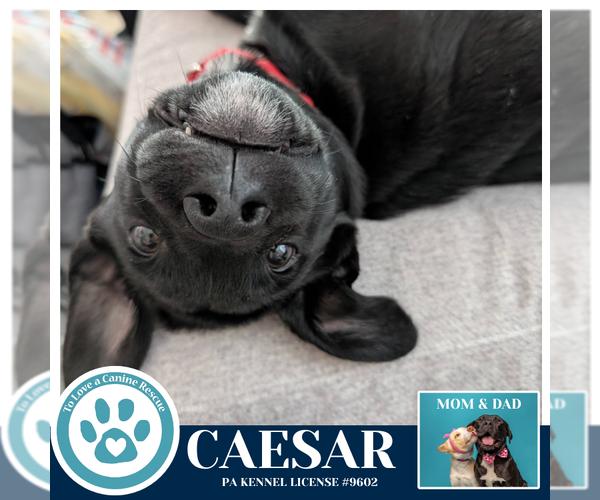 Medium Photo #9 Labrador Retriever-Unknown Mix Puppy For Sale in Kimberton, PA, USA