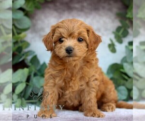 Cavachon-Poodle (Miniature) Mix Puppy for sale in GORDONVILLE, PA, USA