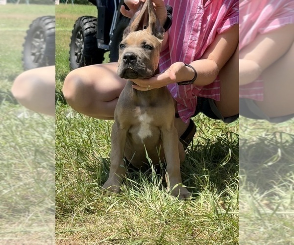 Medium Photo #3 Cane Corso Puppy For Sale in VOLUNTOWN, CT, USA