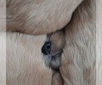 Small Golden Retriever