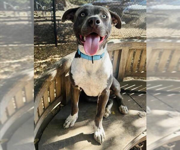Medium Photo #1 American Pit Bull Terrier Puppy For Sale in Santa Barbara, CA, USA