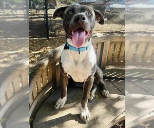 Medium American Pit Bull Terrier