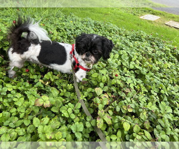 Medium Photo #4 Shih Tzu Puppy For Sale in Pacifica, CA, USA