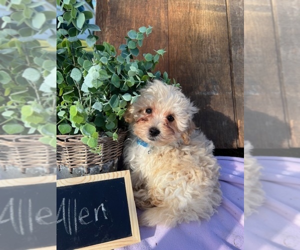 Medium Photo #1 Maltipoo Puppy For Sale in GRABILL, IN, USA