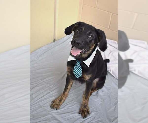 Medium Photo #3 Labrador Retriever-Unknown Mix Puppy For Sale in McKinney, TX, USA