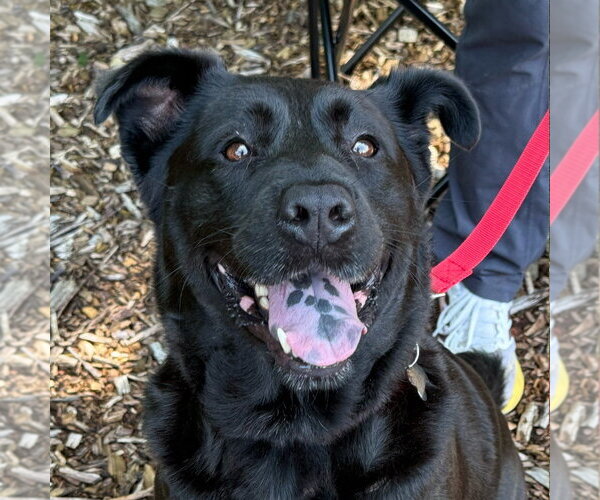 Medium Photo #4 Retriever -Unknown Mix Puppy For Sale in Canton, CT, USA