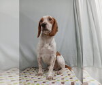 Small Photo #10 Beagle Puppy For Sale in Murfreesboro, NC, USA