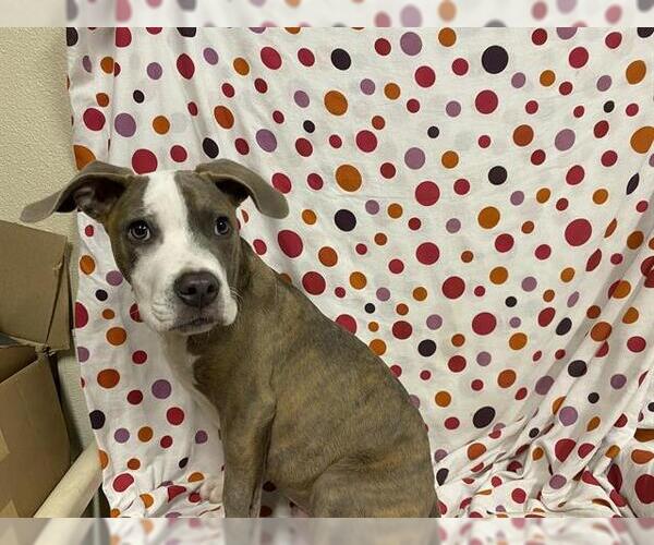 Medium Photo #1 Mutt Puppy For Sale in Modesto, CA, USA