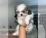 Puppy Snowie Shih Tzu
