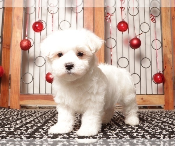 Medium Photo #1 Maltese Puppy For Sale in NAPLES, FL, USA