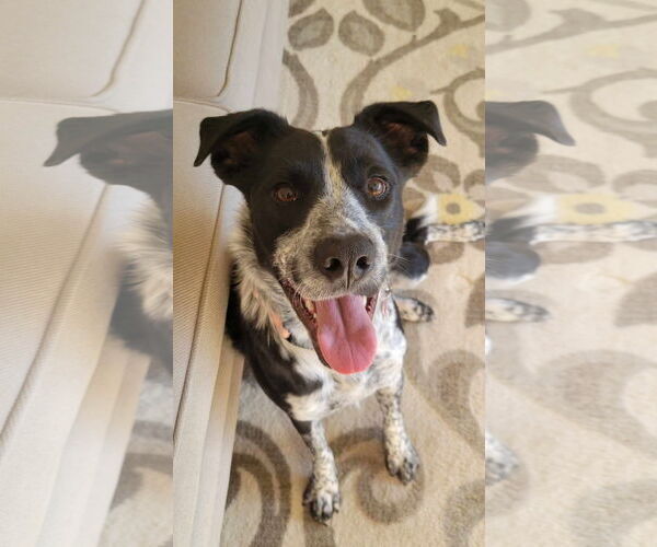 Medium Photo #4 Border Collie-Unknown Mix Puppy For Sale in Highland, IL, USA