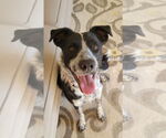 Small #3 Border Collie Mix