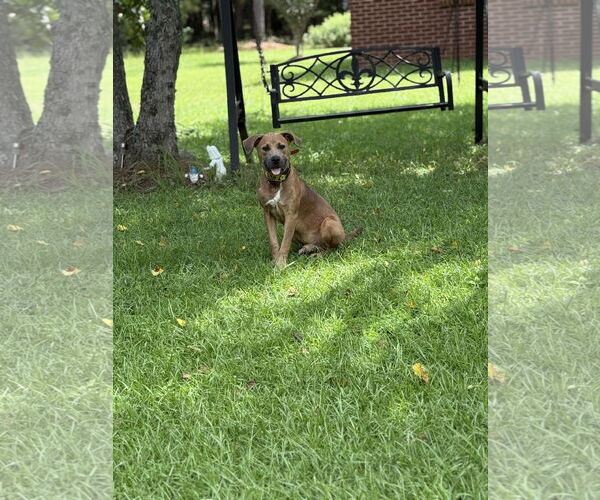 Medium Photo #2 Black Mouth Cur-Unknown Mix Puppy For Sale in Mobile, AL, USA