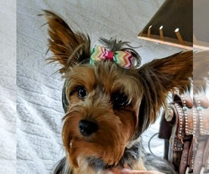 Mother of the Yorkshire Terrier puppies born on 05/14/2025