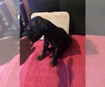 Small Photo #64 Great Dane Puppy For Sale in MINERAL WELLS, TX, USA