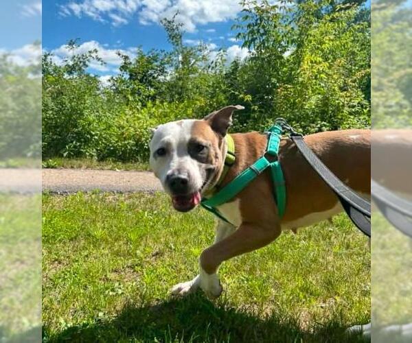 Medium Photo #3 Mutt Puppy For Sale in Plover, WI, USA