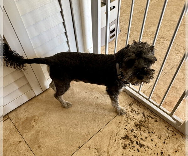 Medium Photo #2 - Mix Puppy For Sale in Boca Raton, FL, USA