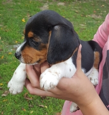 Beagle Puppy for sale in LAGRANGE, IN, USA