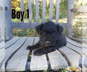 Schnauzer (Miniature) Puppy for sale in LAKEVILLE, OH, USA