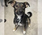 Small #1 German Shepherd Dog Mix