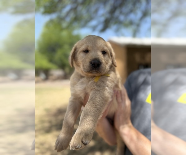 Medium Photo #3 Goldendoodle-Labrador Retriever Mix Puppy For Sale in CAVE CREEK, AZ, USA