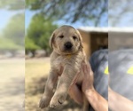 Small #2 Goldendoodle-Labrador Retriever Mix