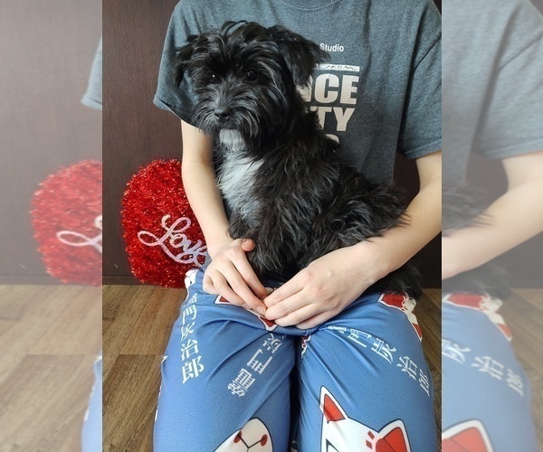 Medium Photo #6 Yorkshire Terrier Puppy For Sale in LAPEER, MI, USA